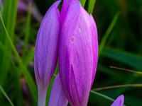 Zwei Blüten aneinander gelehnt